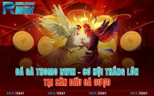 Đá Gà Thomo RWIN - Cơ Hội Thắng Lớn Tại Sân Đấu Cá Cược